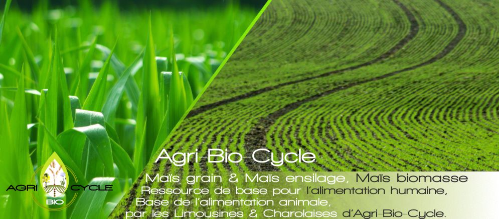 Agri Bio cycle cultive des maïs grains et maïs ensilage à etreville  dans l'Eure