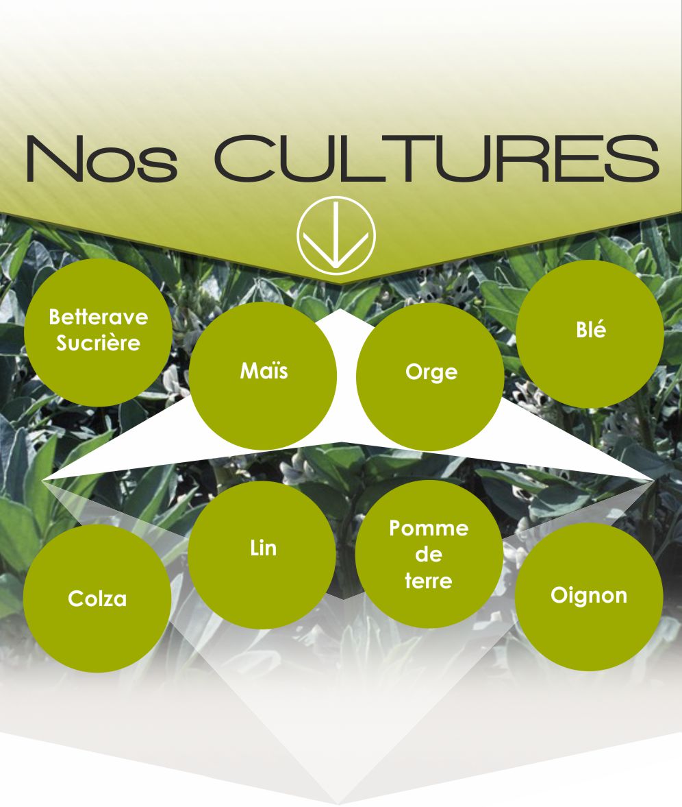 les cultures d'Agri bio cycle en normandie.