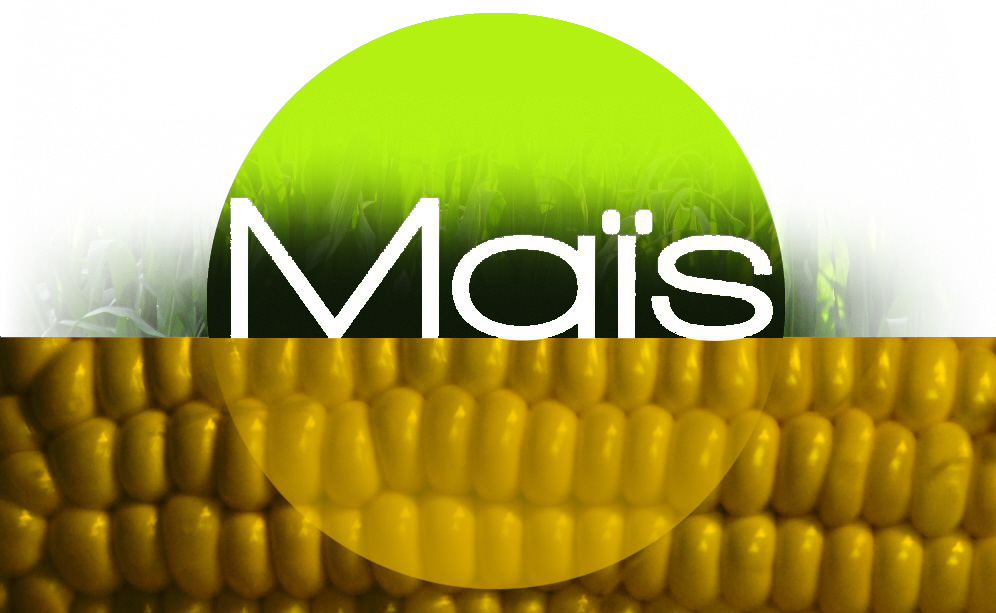 Agri bio cycle cultive du maïs sur ces terres agricoles Normande.
